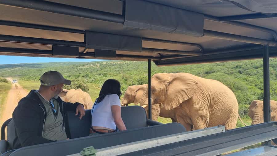 Half-Day Schotia Game Reserve (Open 4x4 Vehicle) - Morning or afternoon: which drive should you choose?
