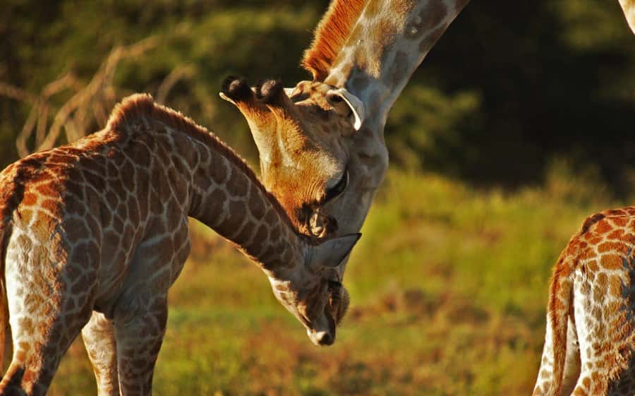 Half-Day Schotia Game Reserve (Open 4x4 Vehicle) - Is $177 per person good value?