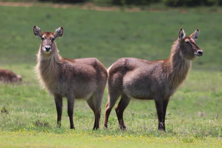 Half-Day Schotia Game Reserve (Open 4x4 Vehicle) - Who should book this safari?