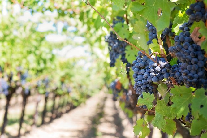 Half-Day Stellenbosch Winelands Tour from Cape Town - Second estate: Zevenwacht Cellar and Vineyards
