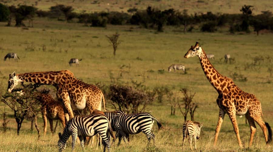 Half Day Tala Game Reserve & Natal Lion Park from Durban - Tala Game Reserve: the stronger half of the outing