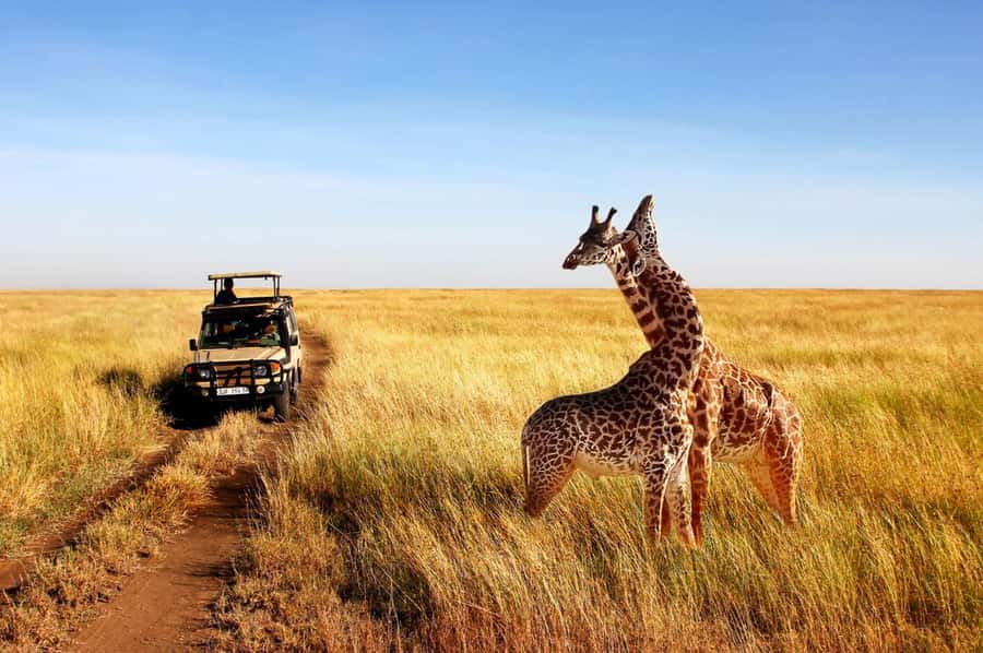 Half Day Tala Game Reserve & Natal Lion Park from Durban - Is $190 a fair price?