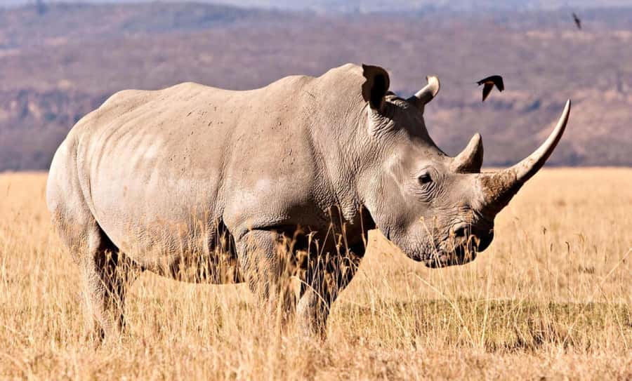 Half Day Tala Game Reserve & Natal Lion Park from Durban - Who will enjoy this most?