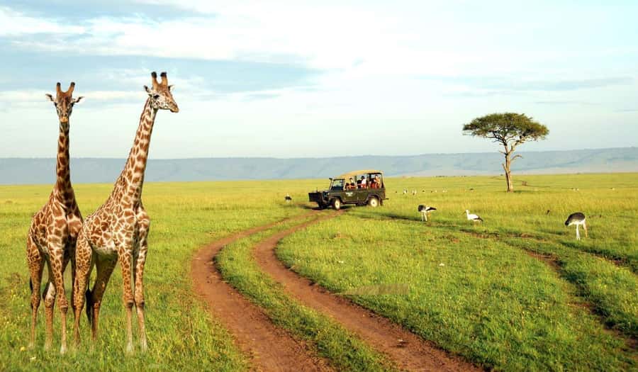 Half Day Tala Game Reserve & Natal Lion Park from Durban - Looking for rhino, giraffe, hippo, and kudu