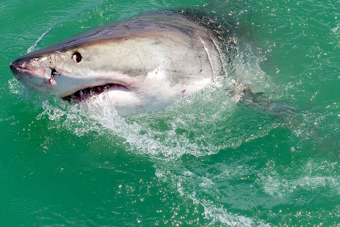 Half-Day White Shark Cage Diving from Gansbaai - Meeting great whites off Gansbaai