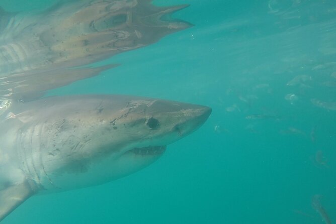 Half-Day White Shark Cage Diving from Gansbaai - The cage encounter and what you may see