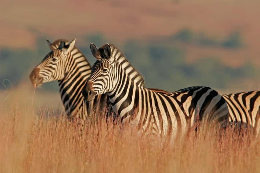 Hartbeespoort: Lion and Safari Park Guided Tour - A two-hour safari from Hartbeespoort