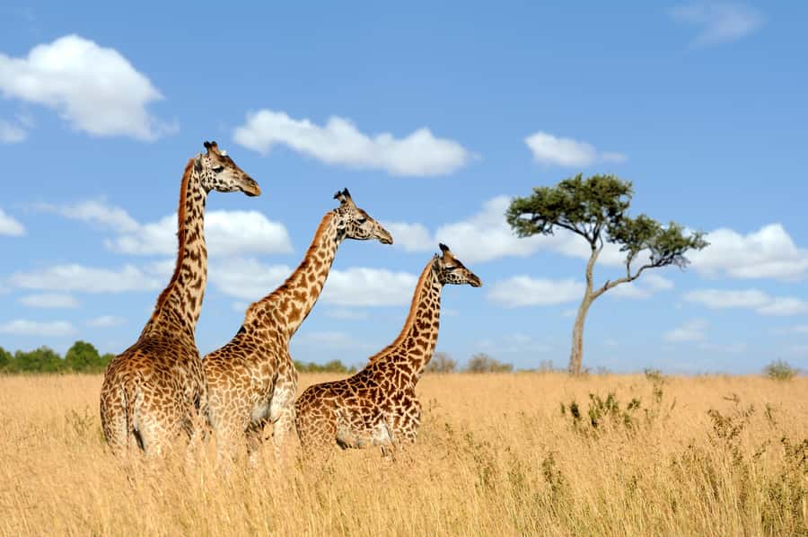 Hartbeespoort: Lion and Safari Park Guided Tour - The antelope area gives the ride breathing room