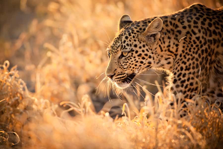 Hartbeespoort: Lion and Safari Park Guided Tour - Meeting the guide at the departure lounge