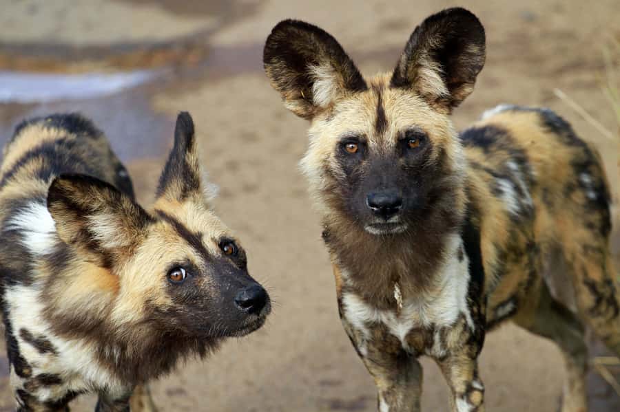 Hartbeespoort: Lion and Safari Park Tour - What the three-hour safari actually covers