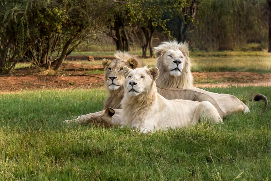 Hartbeespoort: Lion and Safari Park Tour - Why the guide matters more than the truck