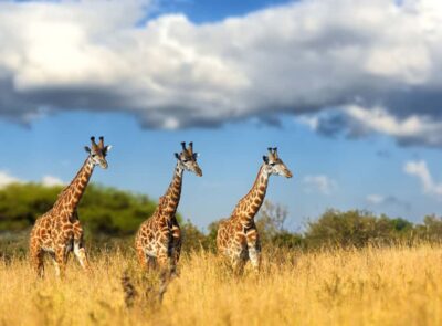 Lion and Safari Park Tour