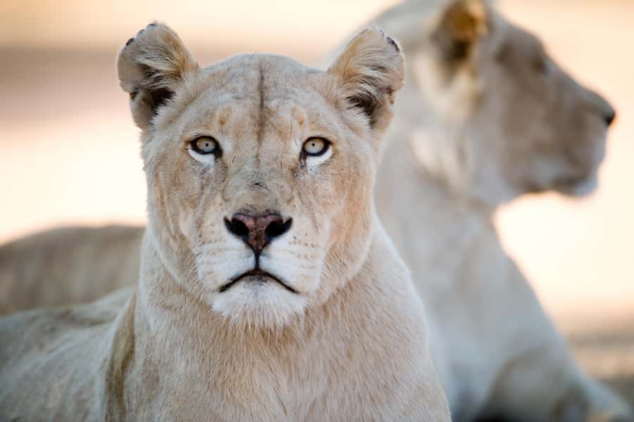 Hartbeespoort: Lion and Safari Park Tour - The private Crocodile River beach stop