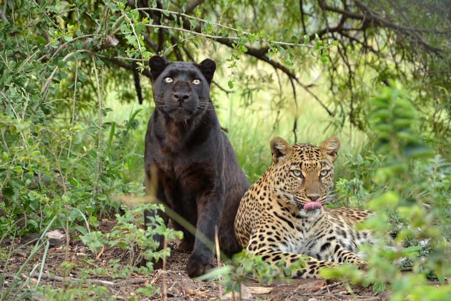 Hartbeespoort: Lion and Safari Park Tour - Photography from the safari truck