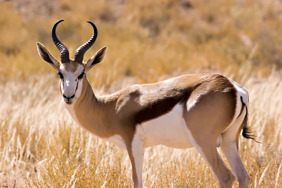 Hartbeespoort: Predator Safari with a Guide - Meeting the animals at Lion & Safari Park