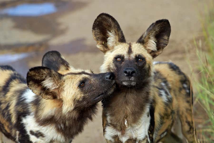 Hartbeespoort: Predator Safari with a Guide - Lions, wild dogs, and cheetahs up close