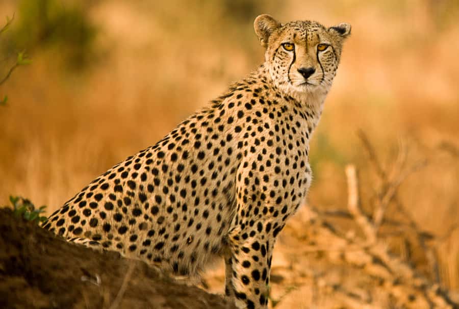 Hartbeespoort: Predator Safari with a Guide - Why the one-hour duration works