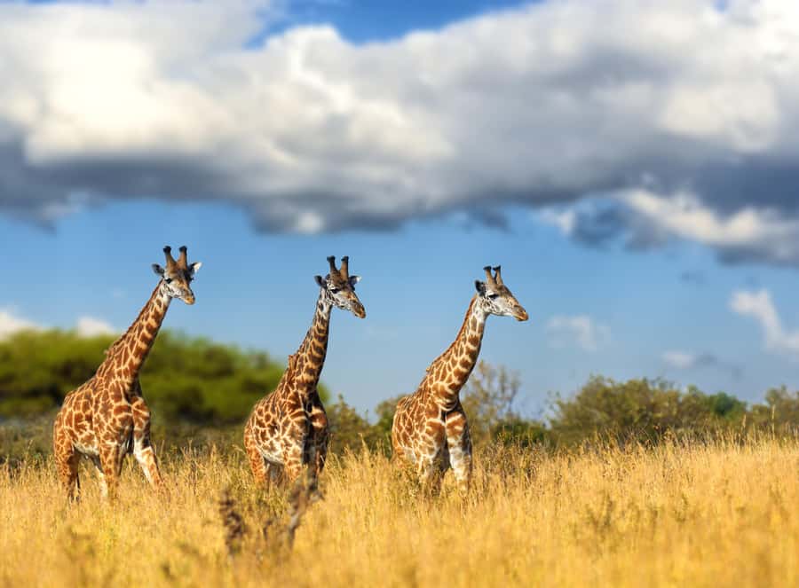 Hartbeespoort: Self-Drive Lion and Safari Park Tour - Key points to know before you go
