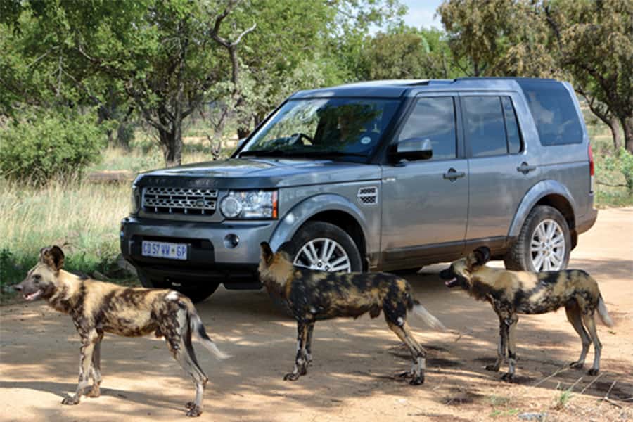 Hartbeespoort: Self-Drive Lion and Safari Park Tour - A self-drive safari near Johannesburg