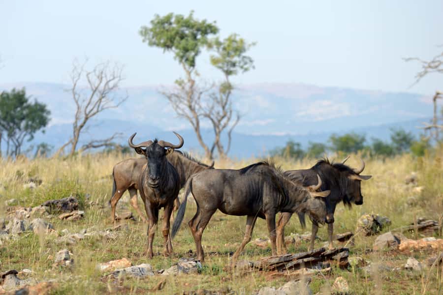 Hartbeespoort: Self-Drive Lion and Safari Park Tour - Continue into the extended game drive