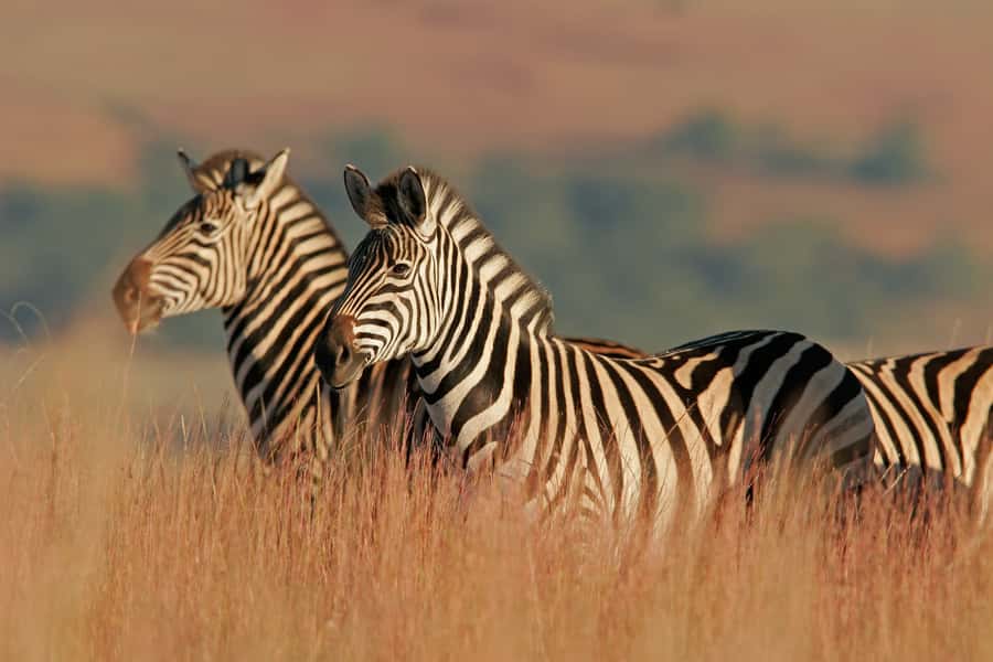 Hartbeespoort: Self-Drive Lion and Safari Park Tour - Plan around the 12:00 PM or 3:00 PM feeding