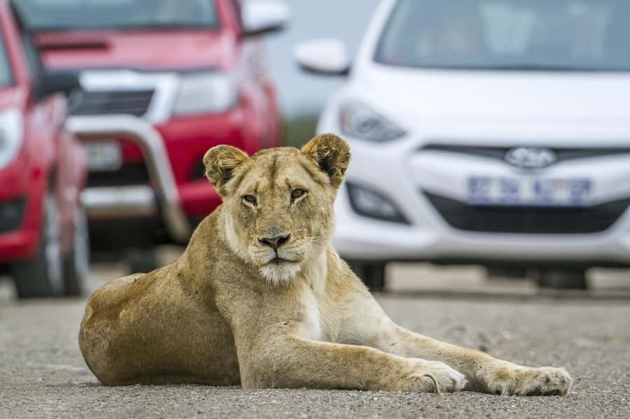 Hartbeespoort: Self-Drive Lion and Safari Park Tour - Start with lions, wild dogs, and cheetahs