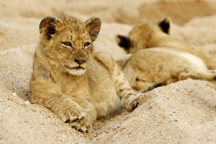 Hazyview: Private Full-Day Guided Kruger Safari - Key points at a glance