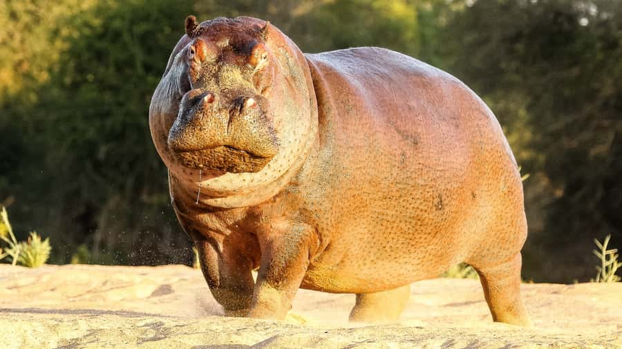 Hazyview: Private Full-Day Guided Kruger Safari - Comfort, access, and what to pack