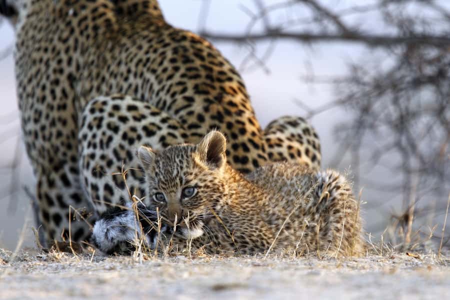 Hazyview: Private Full-Day Guided Kruger Safari - Learning the trees as well as the animals