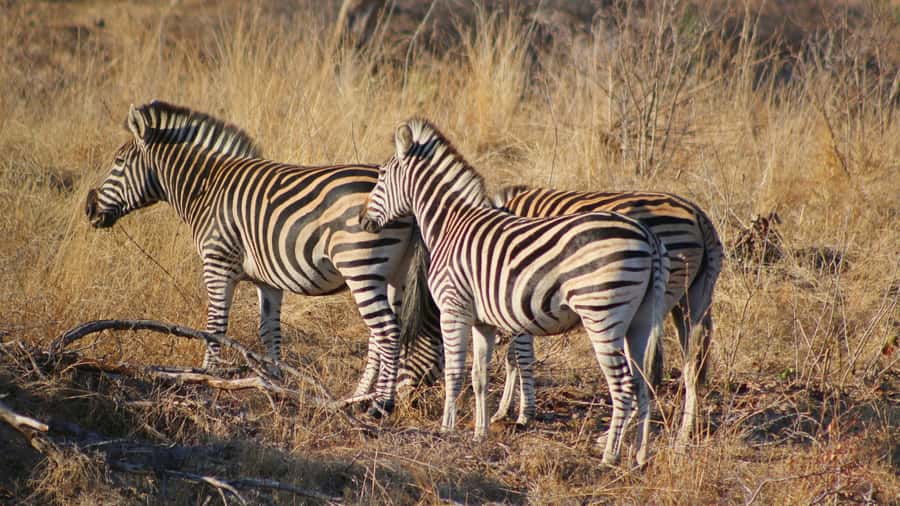 Hazyview: Private Full-Day Guided Kruger Safari - Breakfast after the morning drive