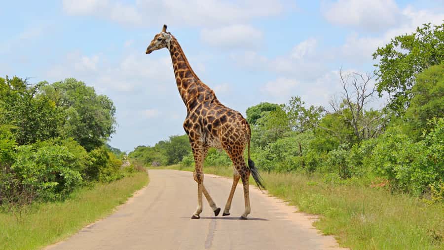 Hazyview: Private Full-Day Guided Kruger Safari - Rivers, mountains, and the second three-hour drive