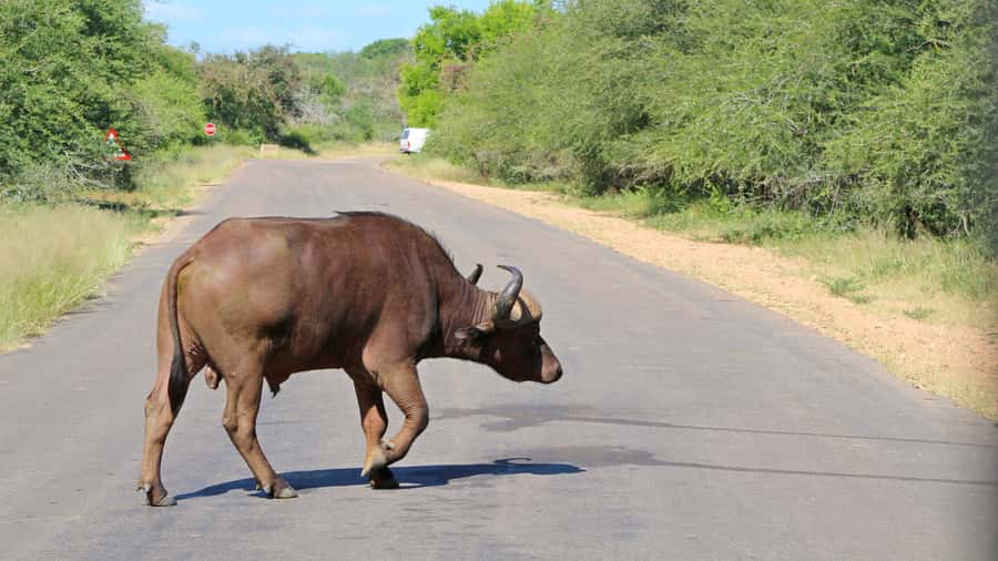 Hazyview: Private Full-Day Guided Kruger Safari - Lunch, the final sightings, and the ride back