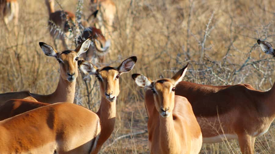 Hazyview: Private Full-Day Guided Kruger Safari - Why the private format matters
