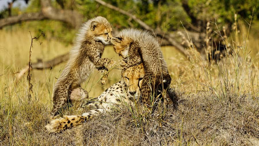 Hazyview: Private Full-Day Guided Kruger Safari - Guides who shape the day