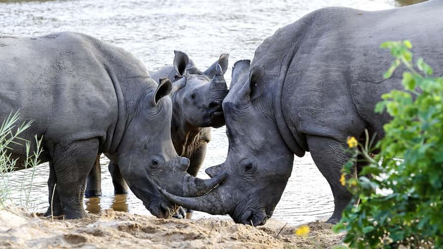 Hazyview: Private Full-Day Guided Kruger Safari - The first three-hour game drive