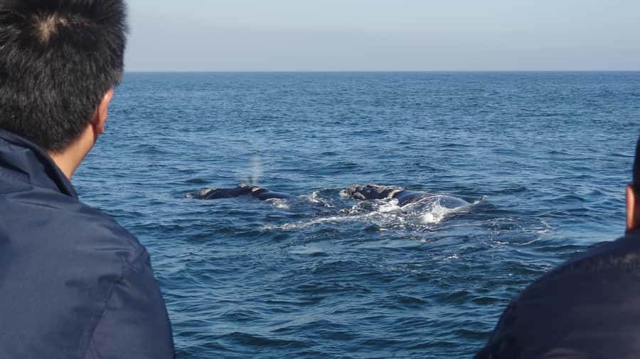 Hermanus: Boat Based Whale Watching Experience - Key points to know before booking