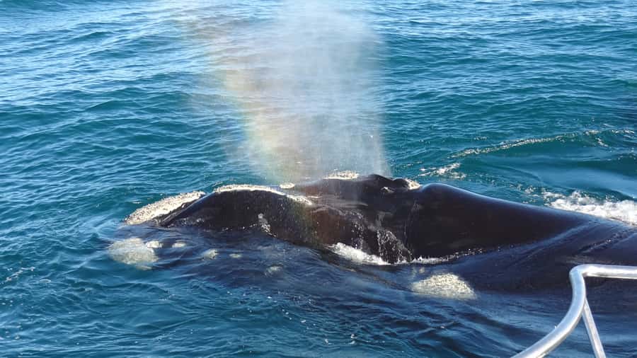 Hermanus: Boat Based Whale Watching Experience - Starting at Hermanus New Harbour
