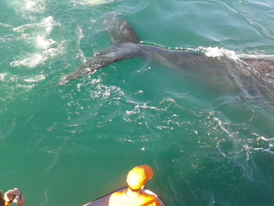 Hermanus: Boat Based Whale Watching Experience - Finding whales without chasing them