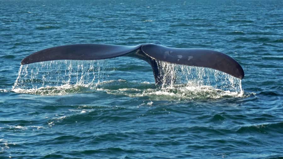 Hermanus: Boat Based Whale Watching Experience - Dolphins, seals, and seabirds add variety