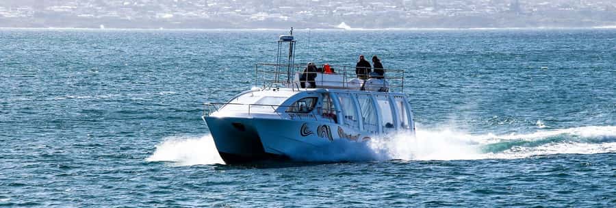 Hermanus: Boat Based Whale Watching Experience - Is $93 a fair price?