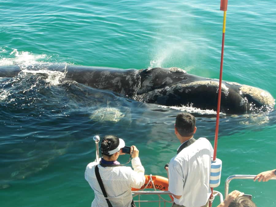 Hermanus: Whale and Dolphin Watching Boat Trip - Key points to know before you go
