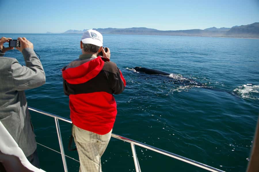 Hermanus: Whale and Dolphin Watching Boat Trip - Why Hermanus is such a strong whale-watching base