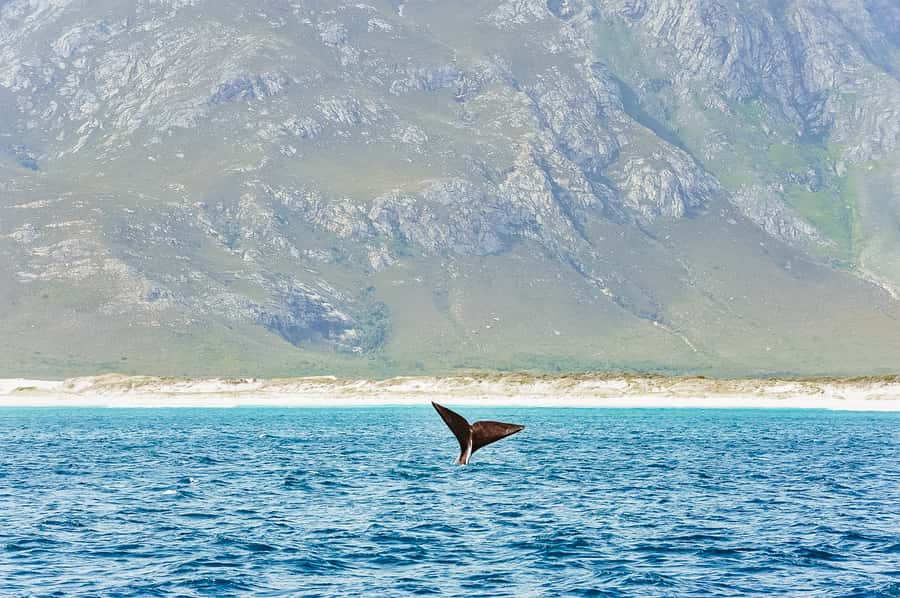 Hermanus: Whale and Dolphin Watching Boat Trip - Getting aboard the purpose-built catamaran