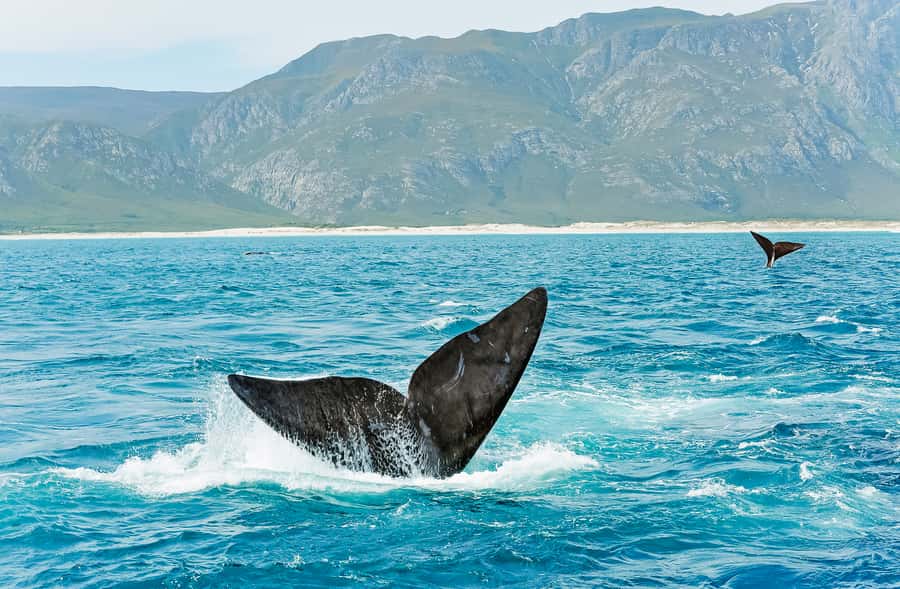 Hermanus: Whale and Dolphin Watching Boat Trip - Whale season, dolphin season, and the risk of a quiet day