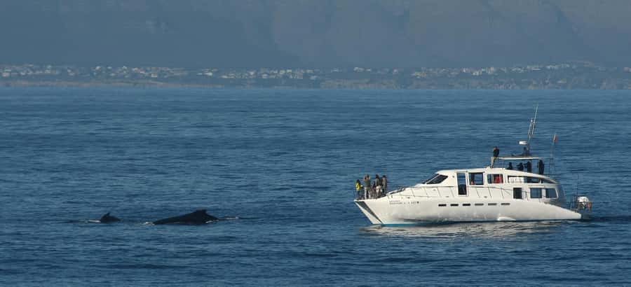 Hermanus: Whale and Dolphin Watching Boat Trip - Is the $98 price good value?