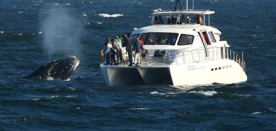 Hermanus: Whale and Dolphin Watching Boat Trip - Checking in at the Whale Shack