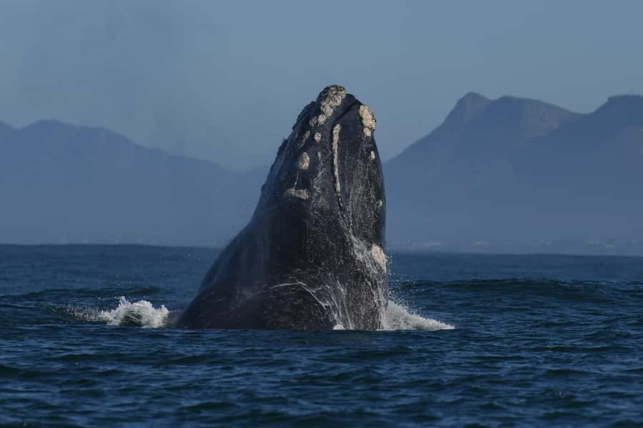 Hermanus: Whale Watching and Wine Testing - Key points at a glance