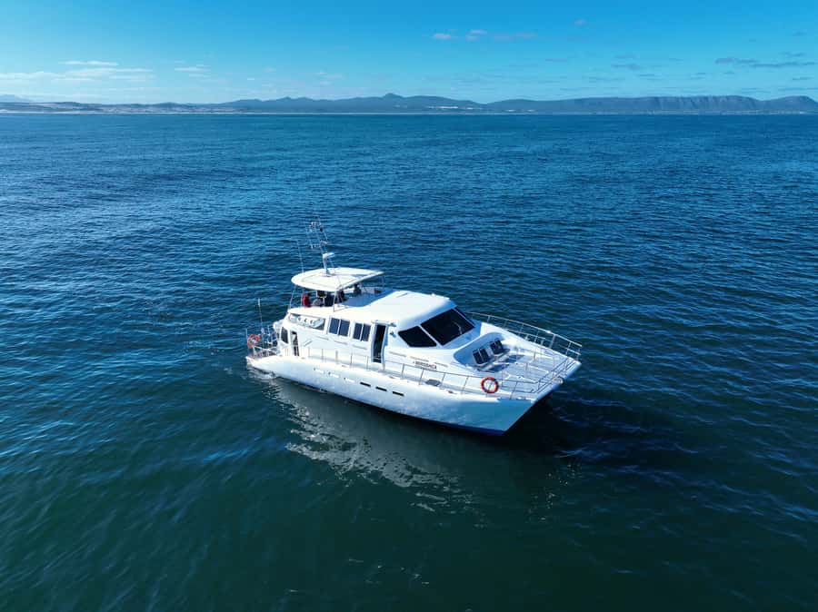 Hermanus: Whale Watching and Wine Testing - Why pair Hermanus whales with Cape wine?