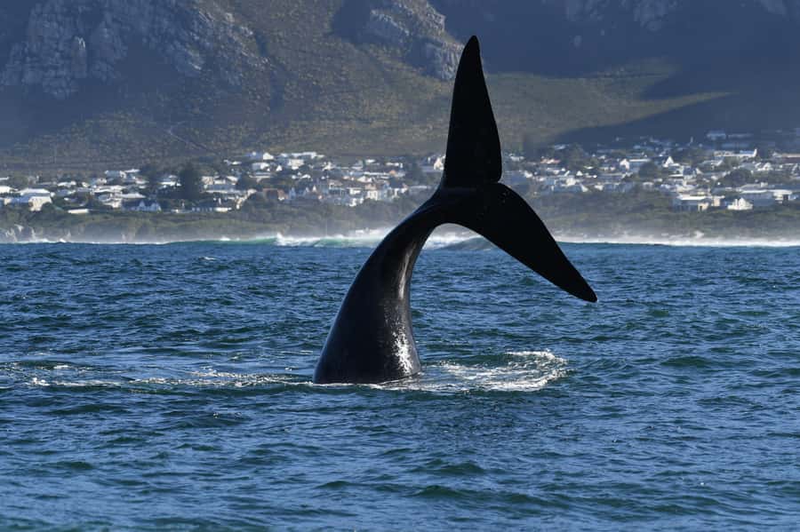 Hermanus: Whale Watching and Wine Testing - Hermanus and the Walker Bay boat trip