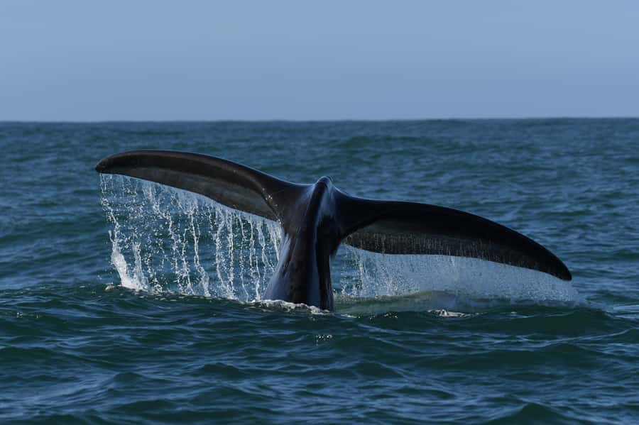Hermanus: Whale Watching and Wine Testing - Choosing between Benguela Cove and Spier